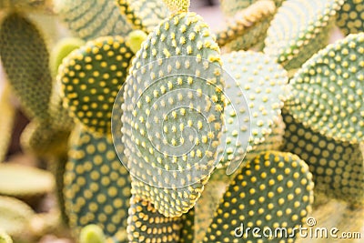 cactaceae Stock Photo