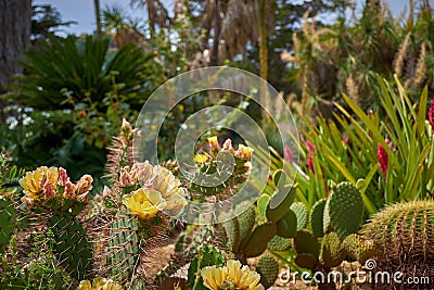 Cactaceae, Marimurtra Botanical garden in Blanes, Catalonia. Stock Photo