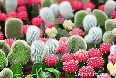 Cacti Stock Photo