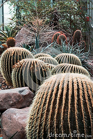 Cacti in an arid greenhouse at the gardens on a summer day Stock Photo