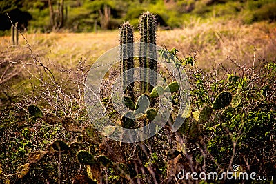 Cacti Arikok National Park-Aruba Stock Photo