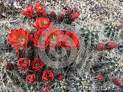 Cacti bloom Stock Photo