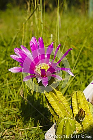 Cacti bloom in the greenhouse Stock Photo