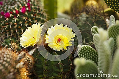Cacti bloom in the greenhouse Stock Photo