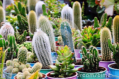 Cacti cactus and succulents Stock Photo