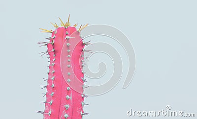 Cacti colorful fashionable mood. Stock Photo