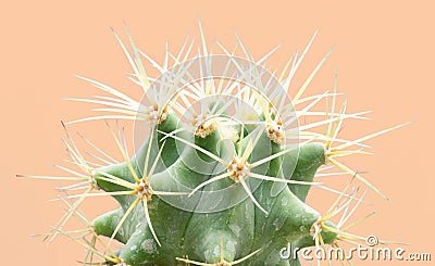 Cacti colorful fashionable mood. Trendy tropical Neon Cactus plant on yellow Color background. Stock Photo