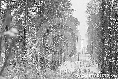 Snowy Cactus in the winter Stock Photo