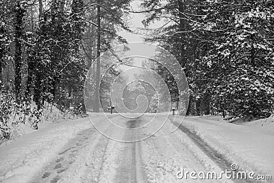 Snowy Cactus in the winter Stock Photo