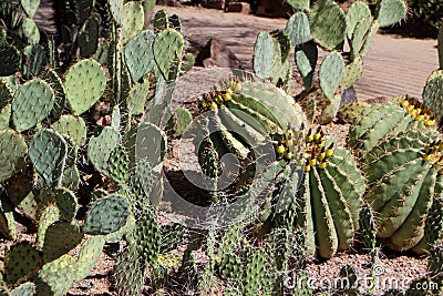 Cacti in Desert Botanical Garden Phoenix Stock Photo