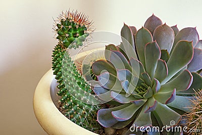 Cacti, hobby concept. Sempervivum, Echinopsis spachiana Stock Photo