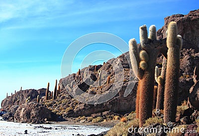 The cacti on the Isla Incahuasi Stock Photo