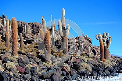 The cacti on the Isla Incahuasi Stock Photo