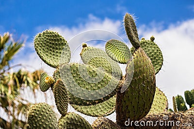 Cacti Stock Photo