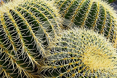 Cacti Stock Photo