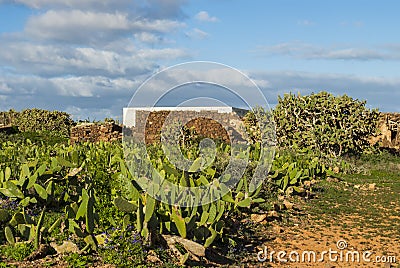 Cacti Stock Photo