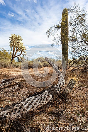 Cacti Landscape near Red Rock, Arizona Stock Photo