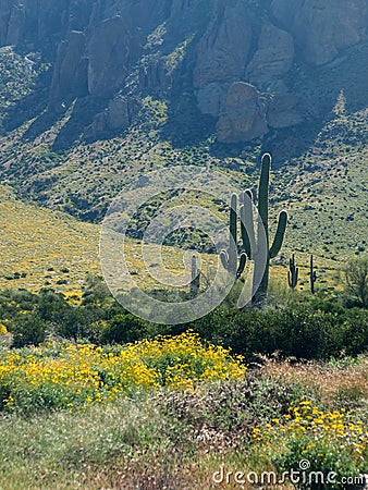 Cacti Landscape of the Superstition Wilderness of the Tonto National Forest in Arizona vertical Stock Photo