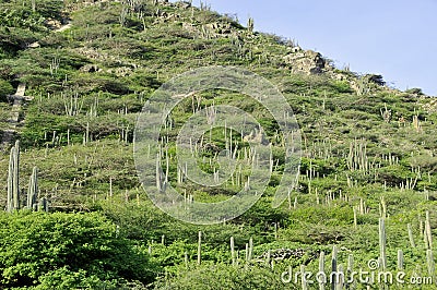 Cacti landscape Stock Photo