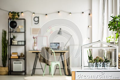 Cacti in metal buckets Stock Photo