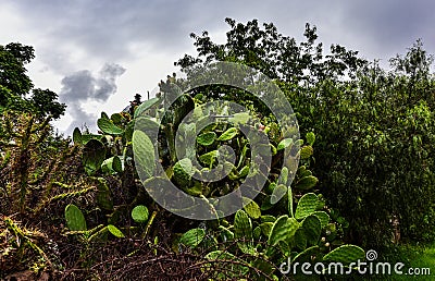 Cacti from sacred valley-Urubamba -Peru 77 Stock Photo