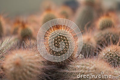 Cacti showing its red spines Stock Photo