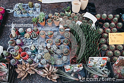 Cacti and succulent potted plants on sale at the Columbia Road Flower Market, London, UK Editorial Stock Photo