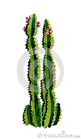 Cacti watercolor. Cactus illustration art Cartoon Illustration