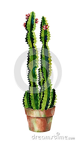 Cacti watercolor. Cactus illustration art Cartoon Illustration