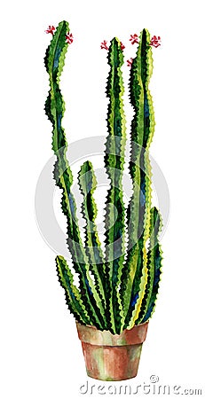 Cacti watercolor. Cactus illustration art Cartoon Illustration