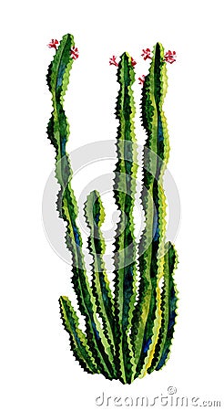 Cacti watercolor. Cactus illustration art Cartoon Illustration