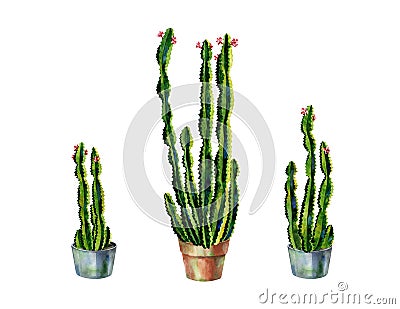 Cacti watercolor. Cactus illustration set Cartoon Illustration