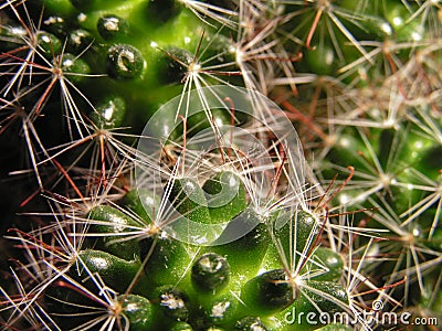 Cactus Stock Photo