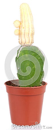 Cactus Stock Photo