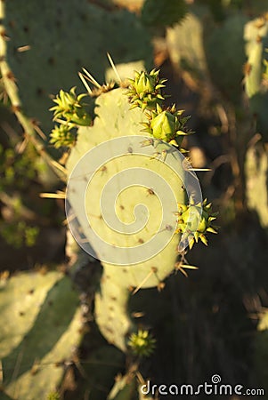 Cactus Stock Photo