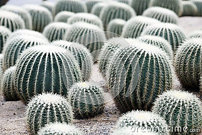 Cactus Stock Photo