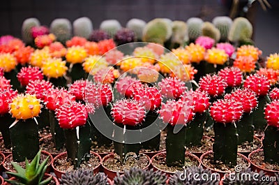 Cactus Stock Photo