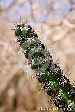 Cactus Stock Photo