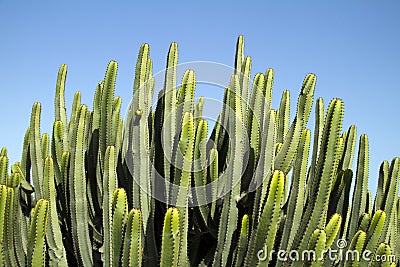 Cactus Stock Photo