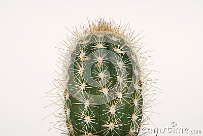 Cactus Stock Photo