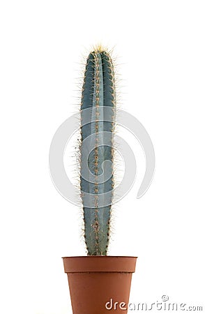 Cactus Stock Photo