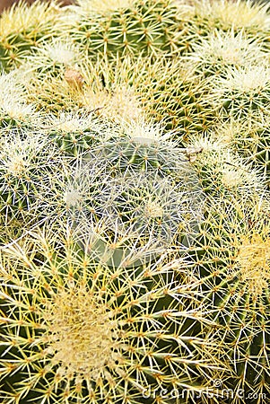 Cactus Stock Photo