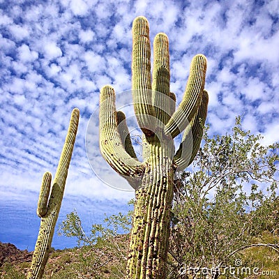 Saguaro cactus against blue Arizona sky Stock Photo