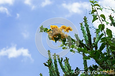 Cactus against blue sky Stock Photo