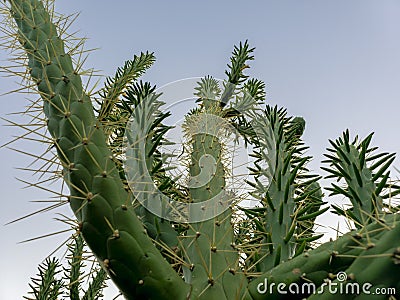 Cactus against clear blue sky Stock Photo