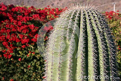 Cactus against red blooming bush Stock Photo
