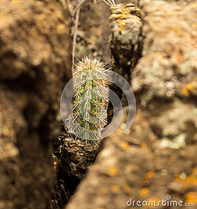 Cactus amid rocks in Brazilian Caatinga Stock Photo