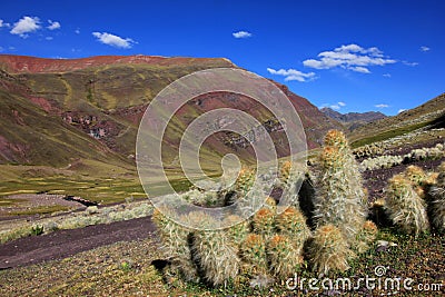 Cactus in the andean mountains Stock Photo