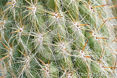 Cactus areoles with spines close-up. There are thick pointed thorns growing out of areole sand fine white hair-like filaments Stock Photo