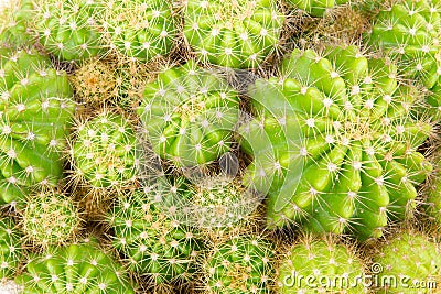 Cactus background Stock Photo